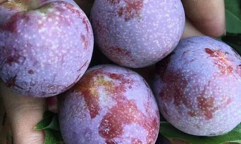 Loại mận trồng trên núi cao Việt Nam đắt ngang nho Mỹ, ngọt như Cherry