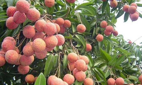 Hội nghị trực tuyến xúc tiến tiêu thụ vải thiều Bắc Giang kết nối gần 80 điểm cầu trong và quốc tế