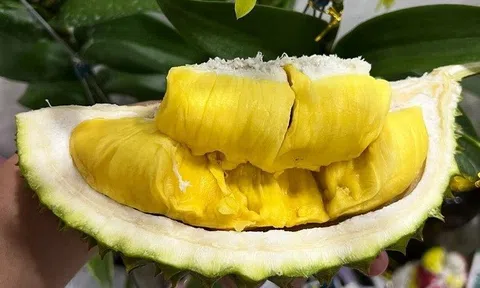 Sầu riêng Musang King "giá khủng" đổ bộ chợ Việt