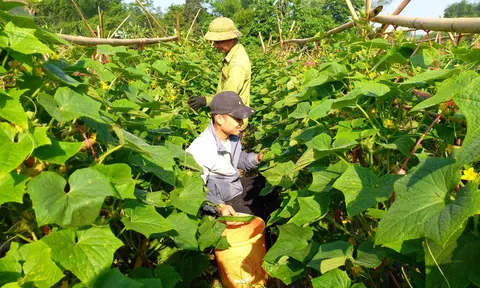 Sản xuất nông sản an toàn là yêu cầu bắt buộc