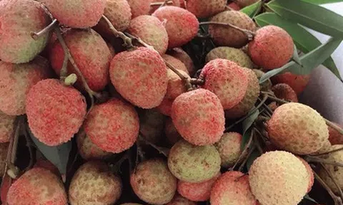 Vải thiều vào vụ sớm, thương lái thu mua tận vườn