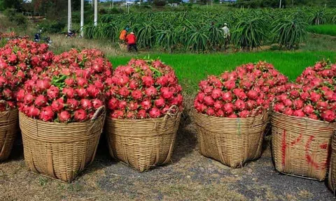 Thanh long Việt Nam được đánh giá cao tại Australia và New Zealand