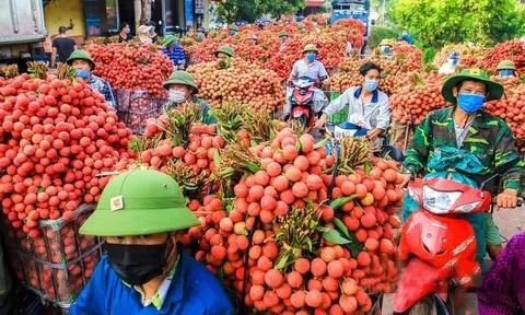 Hơn 300 thương nhân Trung Quốc đến Bắc Giang thu mua vải thiều