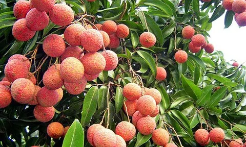 Hải Dương: Đưa vải thiều và sản phẩm nông sản lên sàn thương mại điện tử