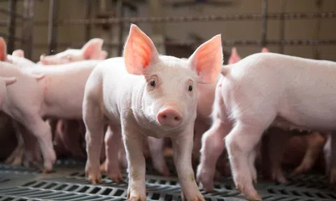 Giá heo hơi hôm nay 30/5: Miền Bắc đi ngang, miền Nam tăng nhẹ