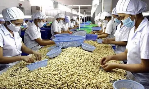 35 container điều bị mất kiểm soát chứng từ gốc được trả lại cho doanh nghiệp Việt Nam