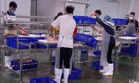 Thanh Trì: Hiệu quả kép từ mô hình nuôi cá công nghệ cao