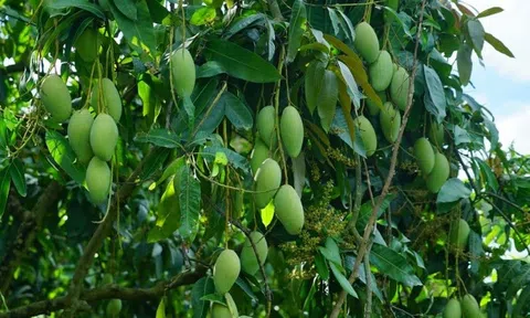 Đắk Nông xây nhiều vùng sản xuất nông sản chất lượng cao