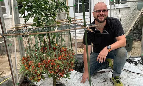 Mãn nhãn với cây cà chua "mắn đẻ" nhất thế giới