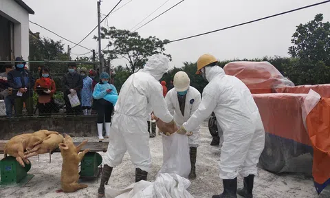 Sản xuất thành công vaccine bệnh Dịch tả lợn châu Phi