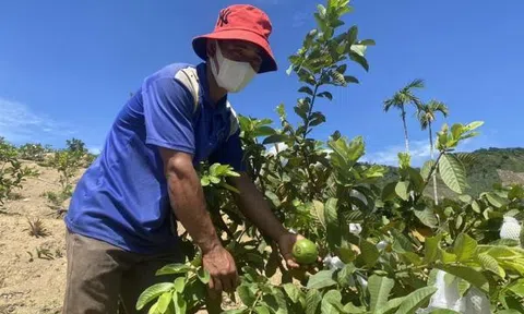 Làm nông nghiệp sạch trên vùng đất khó