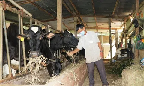 Nhân rộng mô hình chăn nuôi quy mô lớn theo hướng hữu cơ, an toàn sinh học