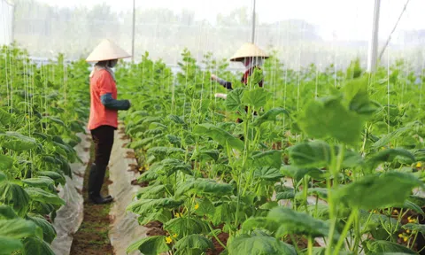 Thúc đẩy sản xuất nông sản an toàn, nâng cao cuộc sống cho người dân