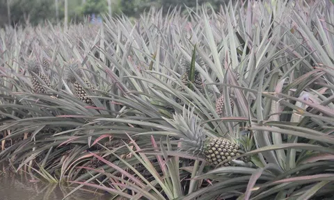 Hậu Giang: Đặc sản Khóm cầu Đúc trên vùng đất phèn