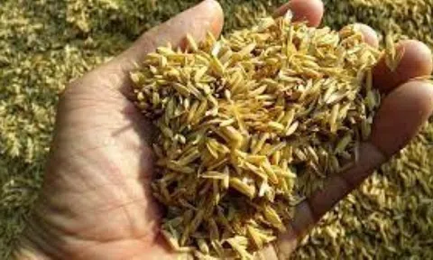 Vật liệu xử lý nước từ vỏ trấu