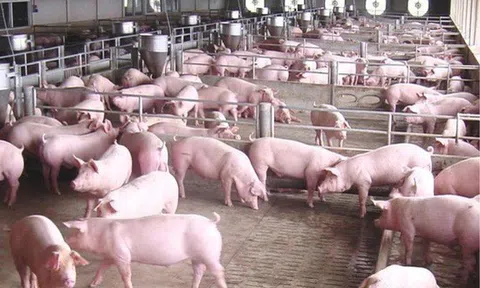 Giá heo hơi hôm nay 5/6: Một tuần biến động nhẹ
