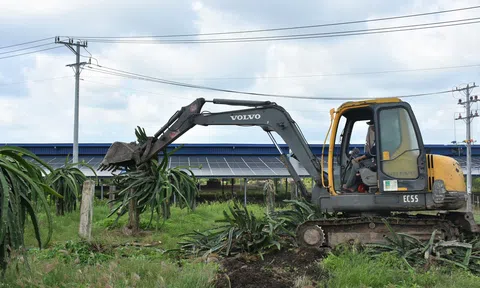 Bộ NN-PTNN khuyến cáo: Bà con không nên vội vàng phá bỏ thanh long