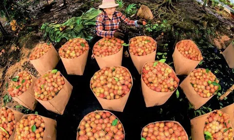 Muốn tiêu thụ nông sản bền vững cần tổ chức lại sản xuất