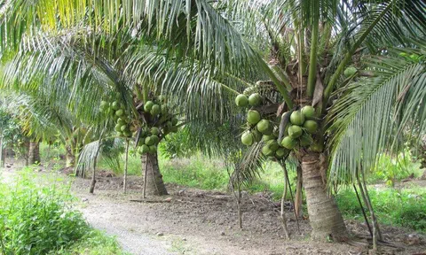Xúc tiến đầu tư nâng cao chuỗi giá trị cây dừa