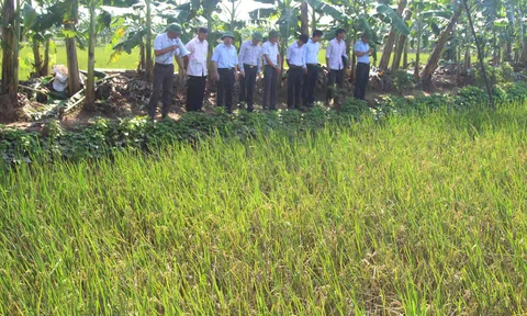 Sắp diễn ra Lễ hội Lúa rươi hữu cơ Tứ Kỳ vụ Xuân 2022