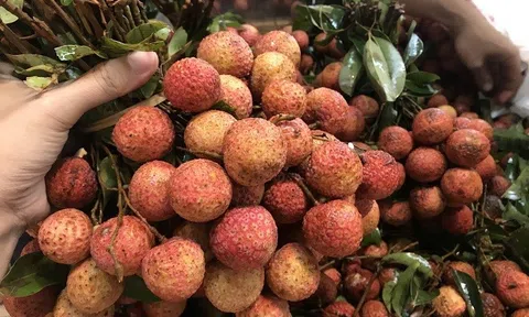 Thủ phủ vải thiều cảnh báo những tiêu chuẩn khắt khe để xuất khẩu thông suốt