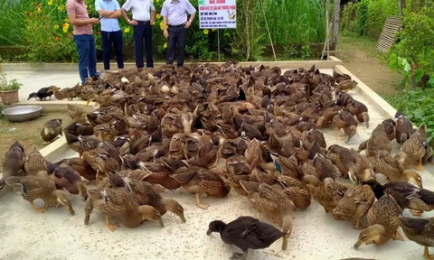 Hiệu quả kinh tế cao từ mô hình nuôi vịt Bầu Quỳ thương phẩm