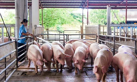 Giá heo hơi hôm nay 11/6: Giảm rải rác 1.000 - 2.000 đồng/kg ở một số địa phương