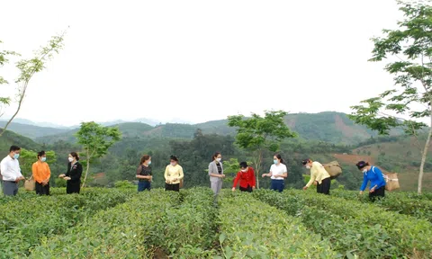 Lào Cai tích cực mở rộng diện tích cây chè