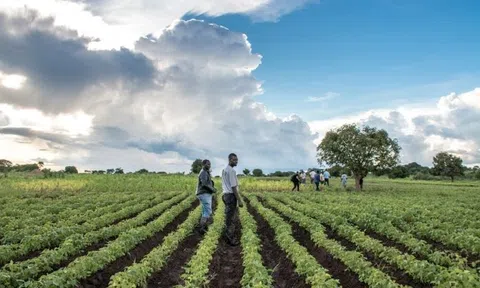 Zambia và Nhật Bản tăng cường hợp tác trong lĩnh vực nông nghiệp và sản xuất
