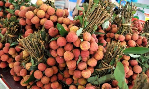 Vải thiều Bắc Giang được ưu tiên đi "luồng xanh" xuất khẩu sang Trung Quốc