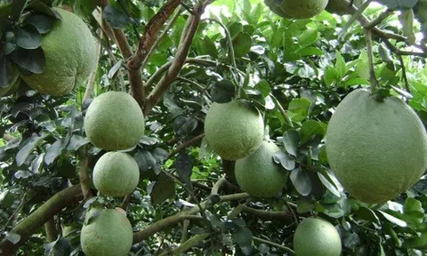 Bến Tre liên kết vùng trồng, sẵn sàng cho xuất khẩu bưởi da xanh sang Hoa Kỳ