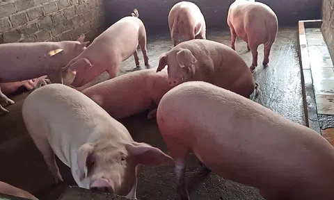 Giá heo hơi hôm nay 15/6: Đi ngang ở miền Trung, tăng giảm trái chiều ở hai miền Nam - Bắc