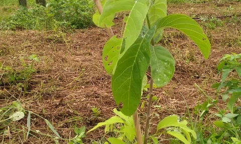 Quỳ Hợp (Nghệ An) áp dụng công nghệ tưới nhỏ giọt trong trồng Na Thái