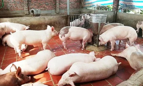 Giá heo hơi hôm nay 17/6: Đi ngang trên cả 3 miền