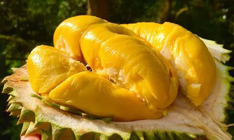Trái sầu riêng sắp được xuất khẩu chính ngạch sang Trung Quốc