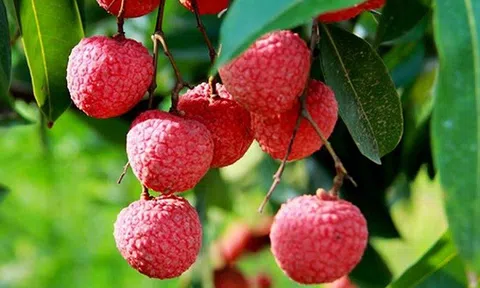 "Chắp cánh" đưa vải thiều Việt Nam vươn ra thế giới