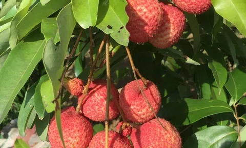 Gìn giữ và phát triển thương hiệu cho loại cây "vượt khó"