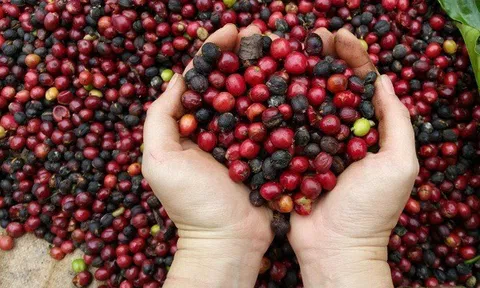 Tiêu dùng xanh ngày 19/6: Giá cà phê trong nước tăng 700 đồng/kg