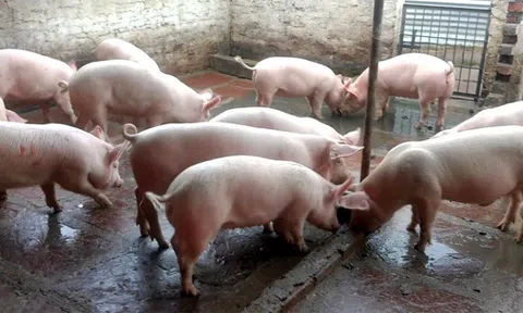 Giá heo hơi hôm nay 20/6: Đồng loạt đi ngang phiên đầu tuần