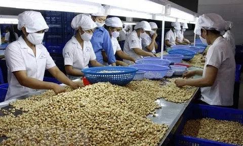 100 container hạt điều đã về với doanh nghiệp Việt Nam