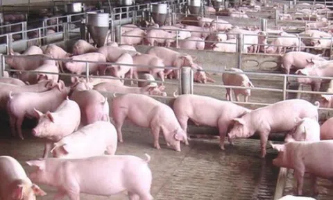 Giá heo hơi hôm nay 22/6: Tăng giảm trái chiều ở một vài địa phương