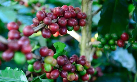 Tiêu dùng xanh ngày 23/6: Xuất khẩu cà phê Việt với triển vọng vượt kỷ lục 3,7 tỷ USD