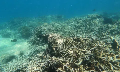 Khánh Hòa: Dừng hoạt động du lịch lặn biển để bảo vệ, phục hồi rạn san hô