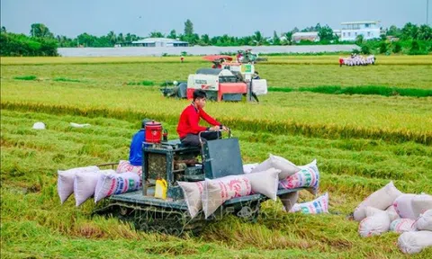 Tập đoàn Lộc Trời ấp ủ dự án 1 triệu ha trồng lúa chất lượng cao