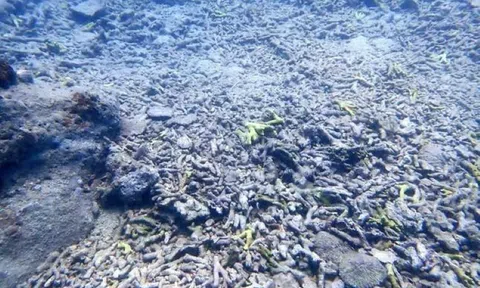 Cách nào cứu san hô Hòn Mun?