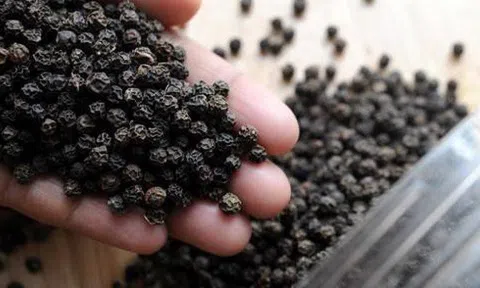 Giá tiêu hôm nay 25/6: Không có biến động mới