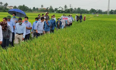 Công ty TNHH Liên doanh Việt Long: Đơn vị cung ứng các giống lúa lai 3 dòng năng suất, chất lượng cao