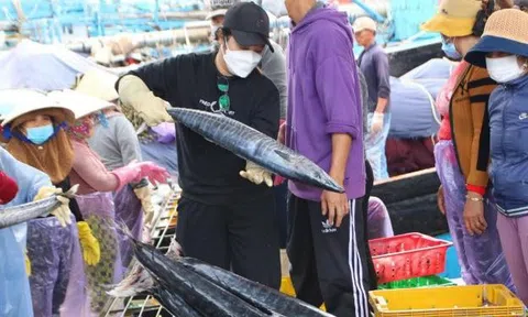 Ngư dân Quảng Ngãi nỗ lực gỡ 'thẻ vàng'