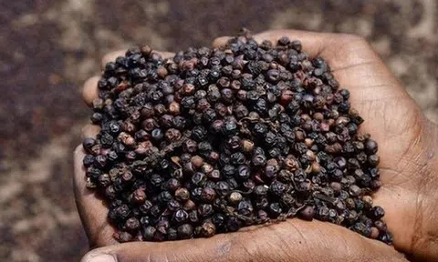 Giá tiêu hôm nay 28/6: Giá tiêu trong nước đi ngang, thị trường đìu hiu