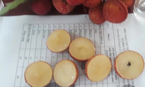 Bắc Giang trồng thành công vải thiều không hạt